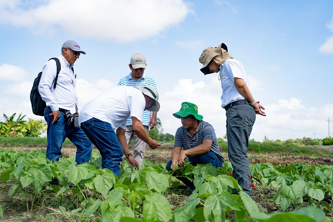 Asesoramiento a campo
